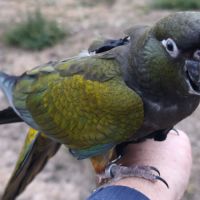 Conure de patagonie eam