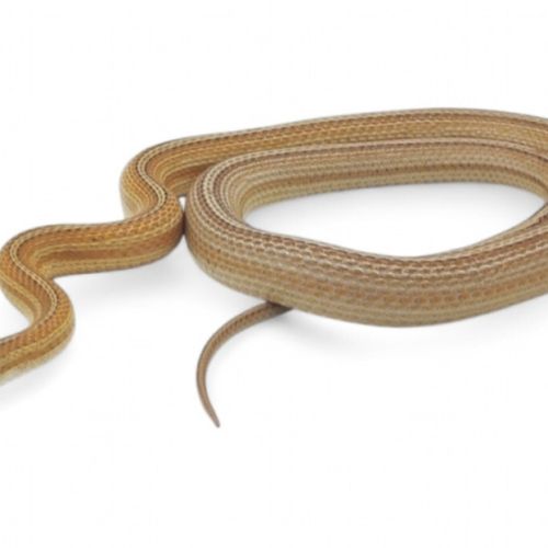 Serpent des blés caramel tessera stripe #1