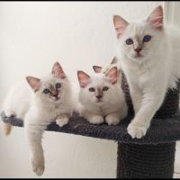Chatons sacré de birmanie