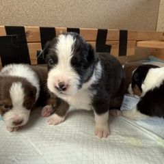 A reserver 6 chiots berger australien #1