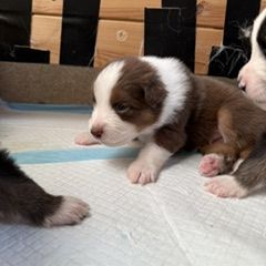 A reserver 6 chiots berger australien #2