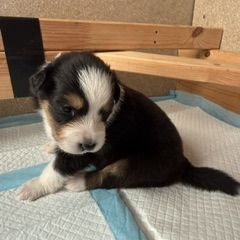 A reserver 6 chiots berger australien #4