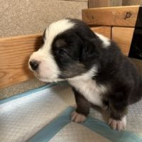 A reserver 6 chiots berger australien #3