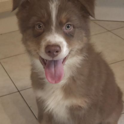 Chiots berger australien disponibles #1