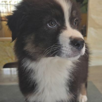 Chiots berger australien disponibles #4