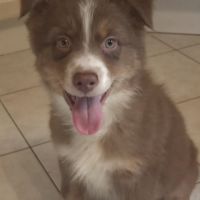 Chiots berger australien disponibles #1
