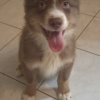 Chiots berger australien disponibles