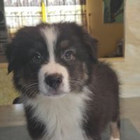 Chiots berger australien disponibles #3
