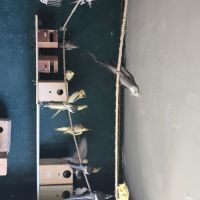 Vend lot 25 callopsites #7