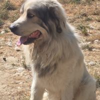 Propose saillie d'un mâle patou