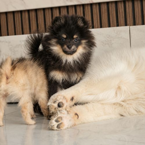 Spitz nain