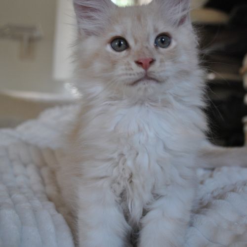 Chaton maine coon non loof