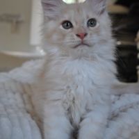 Chaton maine coon non loof