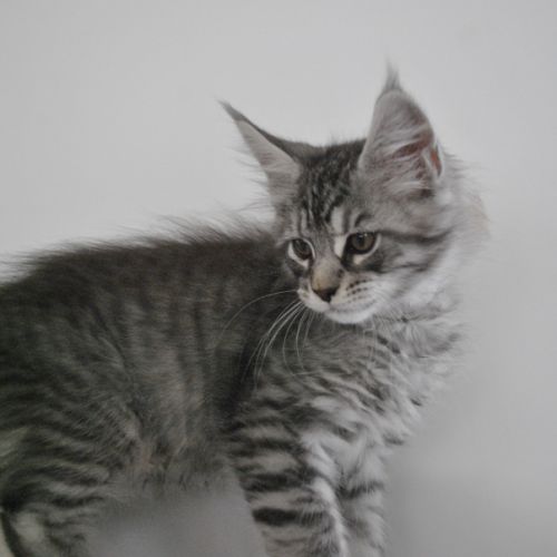 Chaton maine coon non loof
