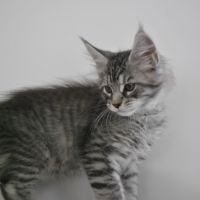 Chaton maine coon non loof