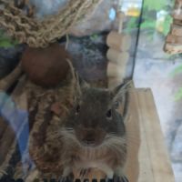 Femelle octodon + habitat et accessoires