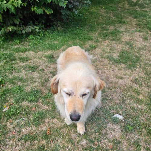 Lipton, golden retriever. #3