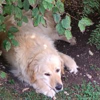 Lipton, golden retriever.