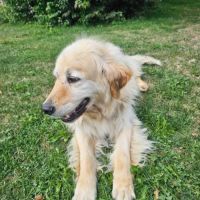 Lipton, golden retriever. #2