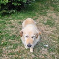 Lipton, golden retriever. #3