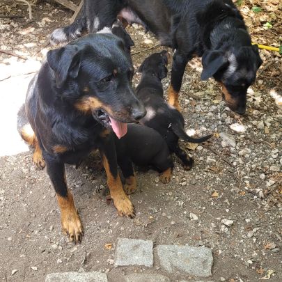 Bébés beauceron à vendre #1