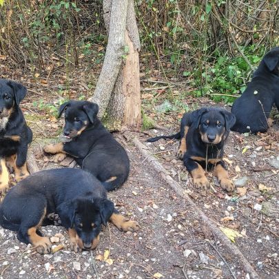 Bébés beauceron à vendre #2