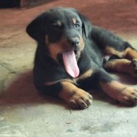 Bébés beauceron à vendre