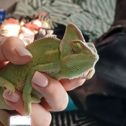Femelle chamaeleo calyptratus