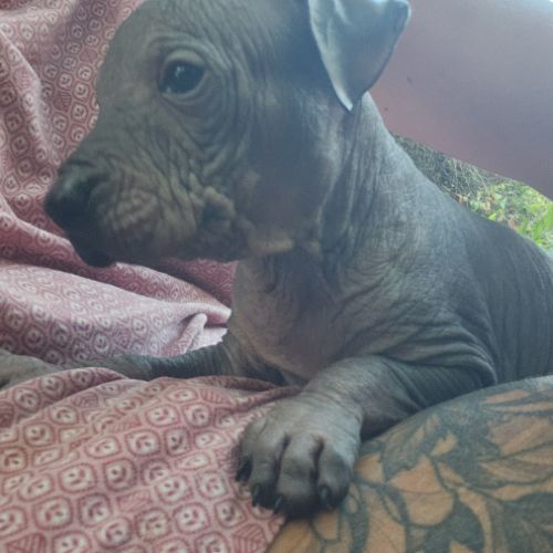 Chien nu du perou, chiots à réserver septembre