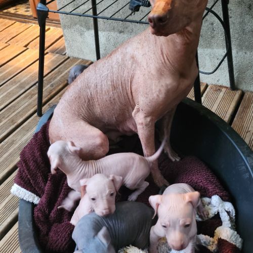 Chien nu du perou, chiots à réserver septembre #2