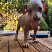 Chien nu du perou, chiots à réserver septembre #3