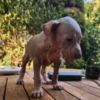 Chien nu du perou, chiots à réserver septembre #4
