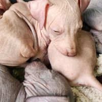 Chien nu du perou, chiots à réserver septembre #5