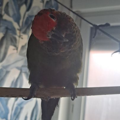 Couple conure rougissante #3