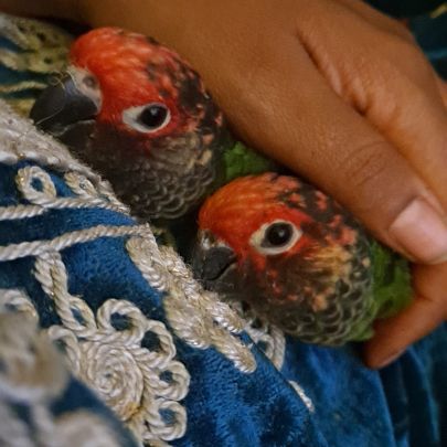 Couple conure rougissante #0