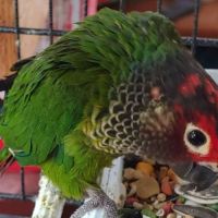 Couple conure rougissante #1