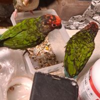Couple conure rougissante #2