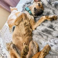 Benji le petit loulou plein de vie #8