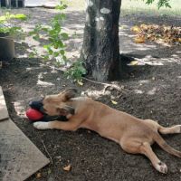 Isis la mini croisée malinoise #8