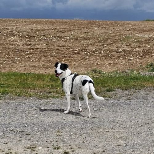 Vador l'adorable petit guerrier tripatte #7