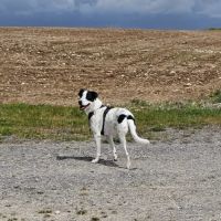 Vador l'adorable petit guerrier tripatte #7