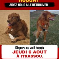 Nougat disparu jeudi 6 aout a itxassou 64 #3