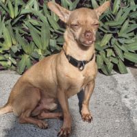 Monsieur coco, le pinscher #1