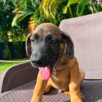Aldo, le magnifique #6