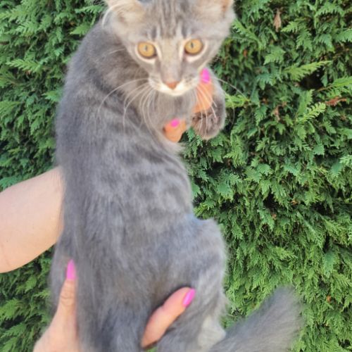 Chatons maine coon