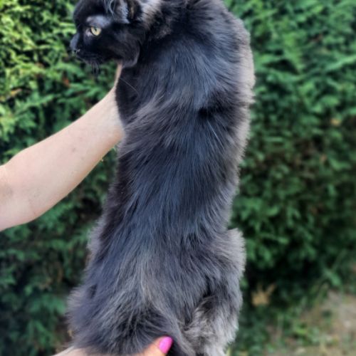 Chatons maine coon #2