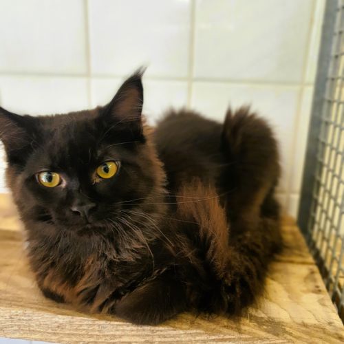 Chatons maine coon #3