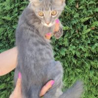 Chatons maine coon #0