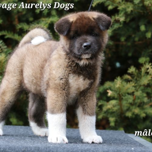 A réserver chiot akita américain lof