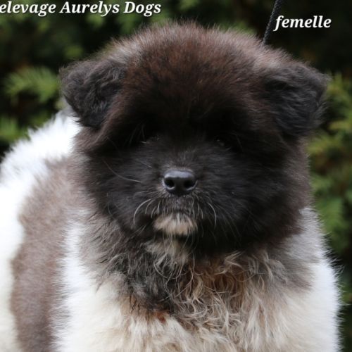 A réserver chiot akita américain lof #4